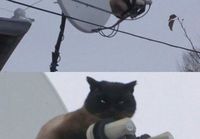 Kissa ja antenni