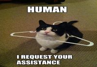 Kissa tarvitsee apua