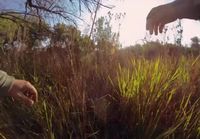 GoPro: Lions- the new endangered species