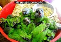 Salaattia