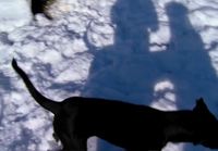 Koira ja gepardi leikkimässä lumessa