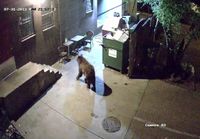 Karhu varastaa roskiksen