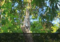 Paraguayn outo lintu