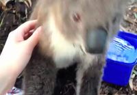 Koala haluaa rapsutuksia