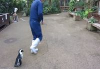 Pingviini jahtaa eläintenhoitajaa