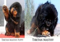 Tiibetin mastiffit