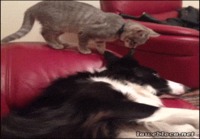 Kissa tulee antamaan koirlle pusuja