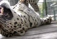 Leopardi tykkää rapsutuksista
