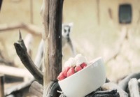 Makit syömässä mansikoita