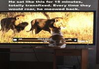 Kissa katsoo luontoohjelmia