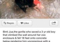 Gorilla pelasti lapsen