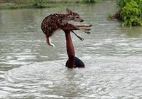 Poika pelastaa peuranvasan tulvavedestä Bangladeshissa