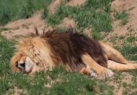 Leijona näkee villejä unia