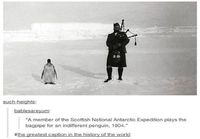 Skotti soittaa yksinäille pingviinille säkkipilliä