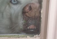 Koira katselee ulos ikkunasta