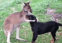 Kenguru antaa koiralle haleja