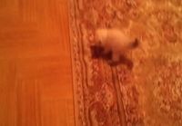 Kissanpentua jänskättää liikkuva matto