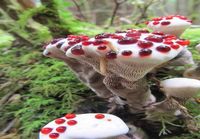 Hienoja sieniä