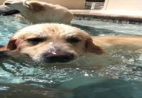 Koira puhaltelee kuplia altaassa