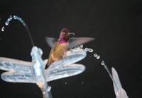 Kolibri nautiskelee vesisuihkuista