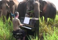 Pianonsoittoa vanhoille ja vammautuneille norsuille