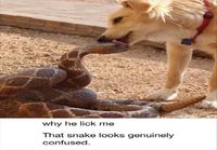 Käärme ihmettelee