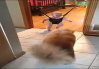 Koira yrittää opettaa pikkuvauvalle miten hypitään