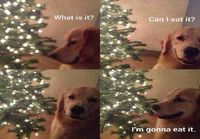 Koiran mietteet joulukuusesta