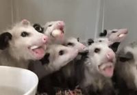 Opossumien ruokahetki