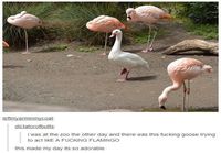 Hanhi flamingojen kanssa
