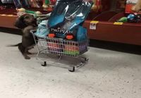 Koira ostoksilla