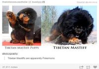 Tiibetin mastiffit