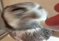 Pöllö maistaa valkosipulia