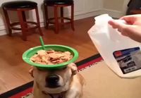 Koira ruokailutasona