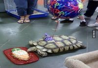 Kilpikonnan syntymäpäivä