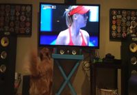 Kultainen noutaja seuraa tennistä telkkarista