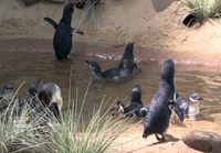 Pikkuiset sinipingviinit Bronxin eläintarhassa