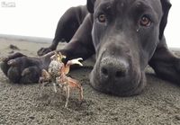 Koira kaivaa itselleen kaverin rantahiekasta