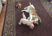Siperian husky leikkii vauvan kanssa varovaisesti