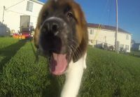 Koiranpentu jahtaa kameraa