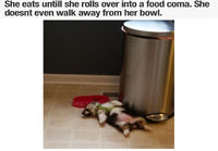 Koiran ruokaöverit