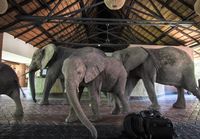 Elephants of Mfume Lodge