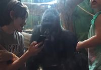 Gorillalle näytetään kuvia kännykästä