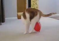 Kissan ilmapallo-ongelma
