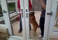 Koira ja suljettu ovi