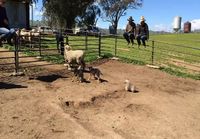 Pikkupörrö harjoittelee lampaiden paimentamista