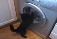 Kissa ja pesukone