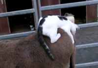 Kissa sekoilee aasin selässä