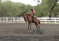 Hevonen pillastuu