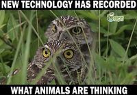 Mitä eläimet oikeasti ajattelevatkaan
